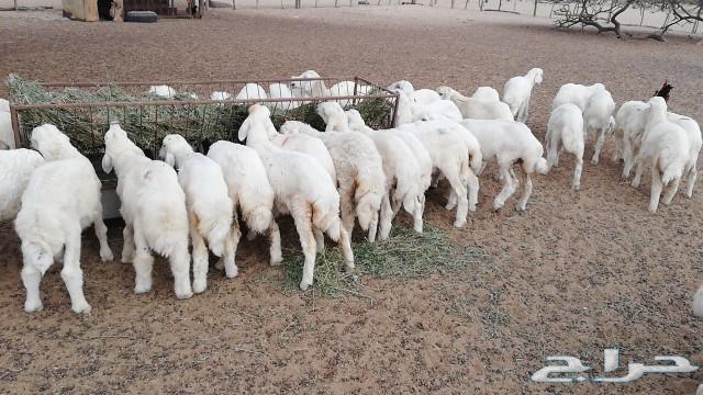 بهم حري نظيف مراح واحد(تم البيع)