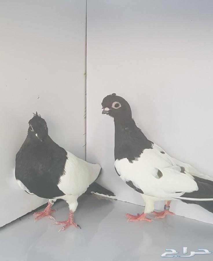 شاينيز سبايكي نوادر