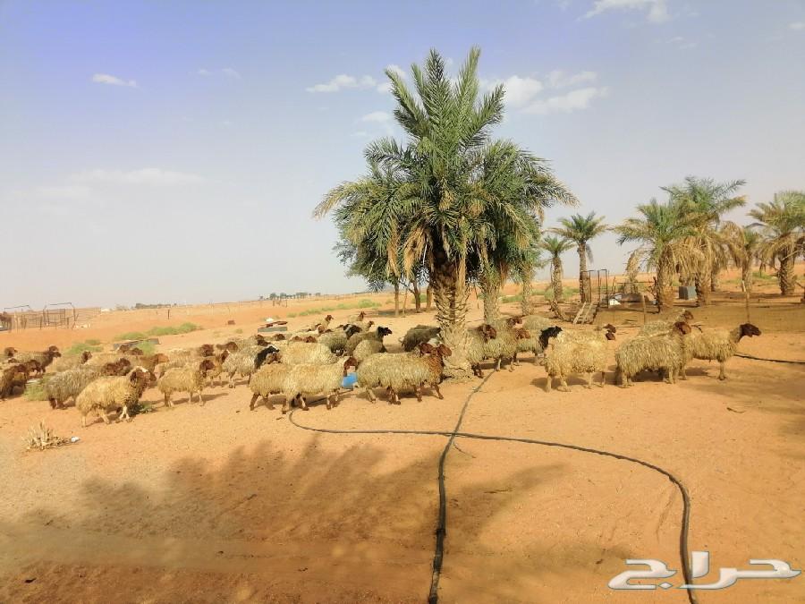 غنم نعيم مراح شبب للبيع