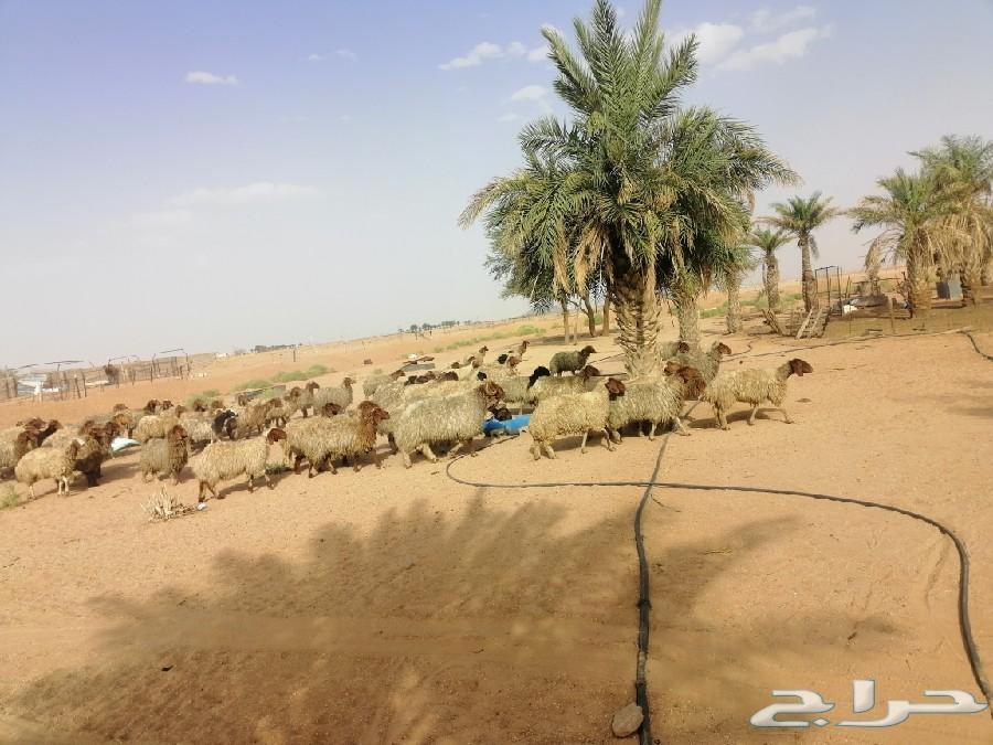 غنم نعيم مراح شبب للبيع