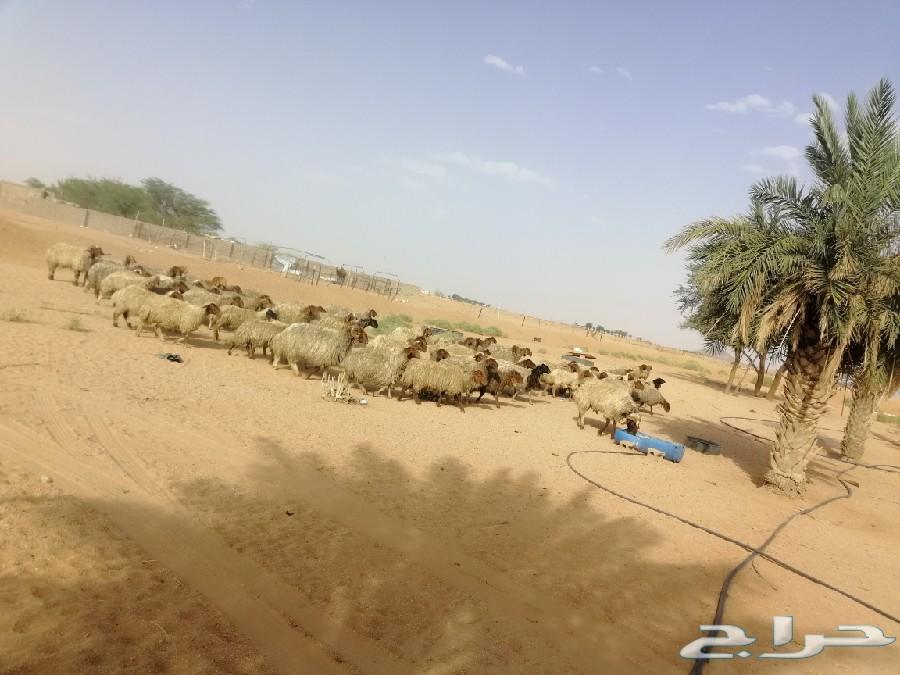 غنم نعيم مراح شبب للبيع