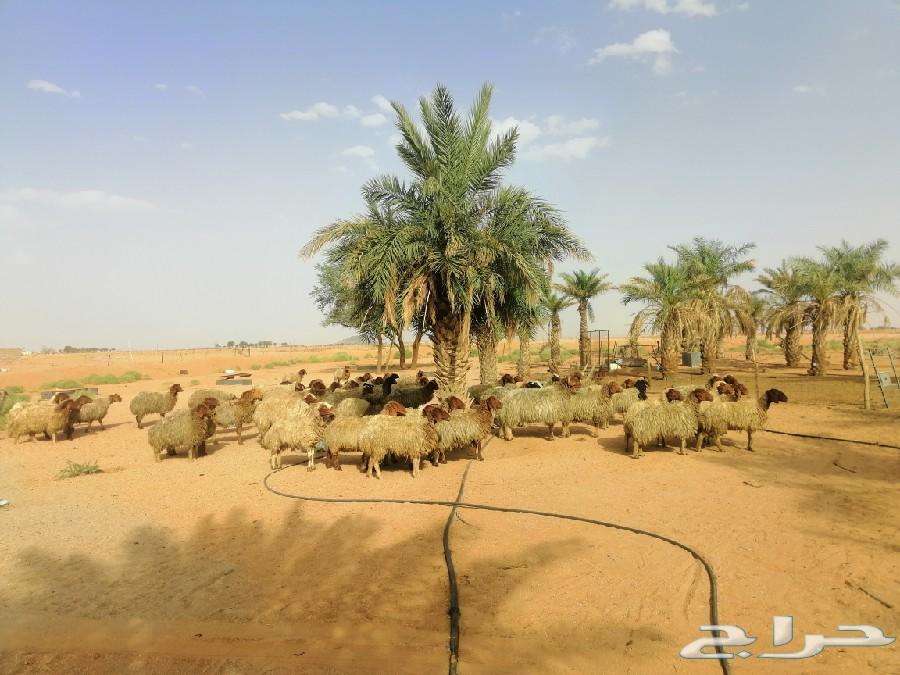 غنم نعيم مراح شبب للبيع