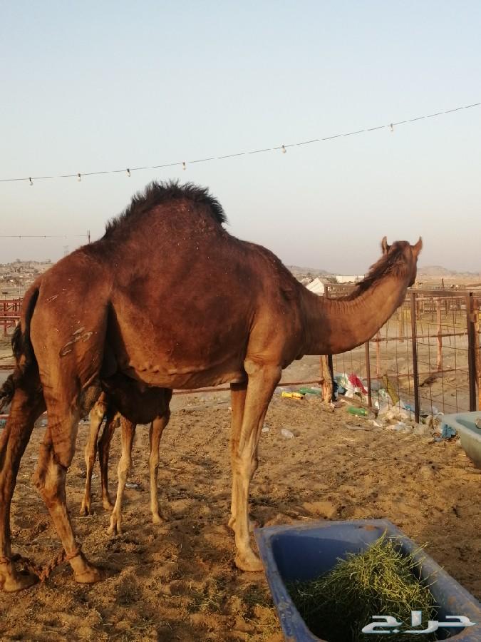 ناقه خلفه ساحليه طيبه حمرا دم تم البيع