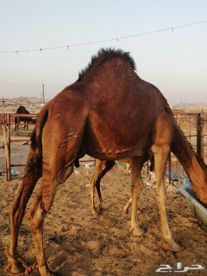 ناقه خلفه ساحليه طيبه حمرا دم تم البيع