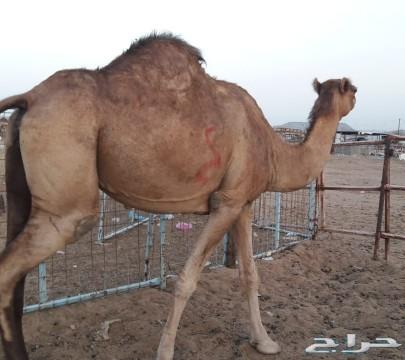 ناقه ساحليه حمرا طيبه لقحه في 6 شهور