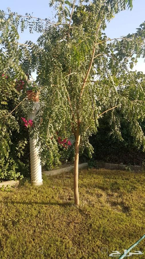 للبيع فلل من المالك مباشرة اسعار مغرية