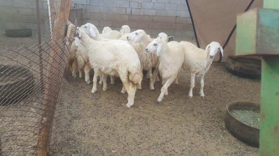 ذبايح طيبات للزواجات والمناسبات الثلاجه