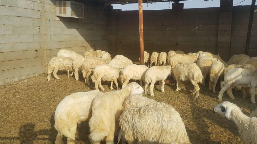 ذبايح طيبات للزواجات والمناسبات الثلاجه