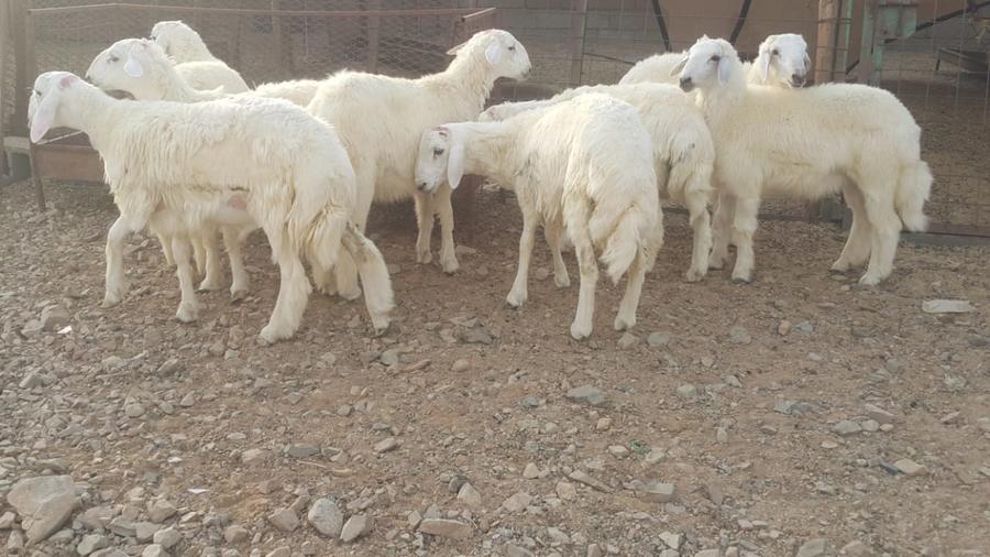 ذبايح طيبات للزواجات والمناسبات الثلاجه