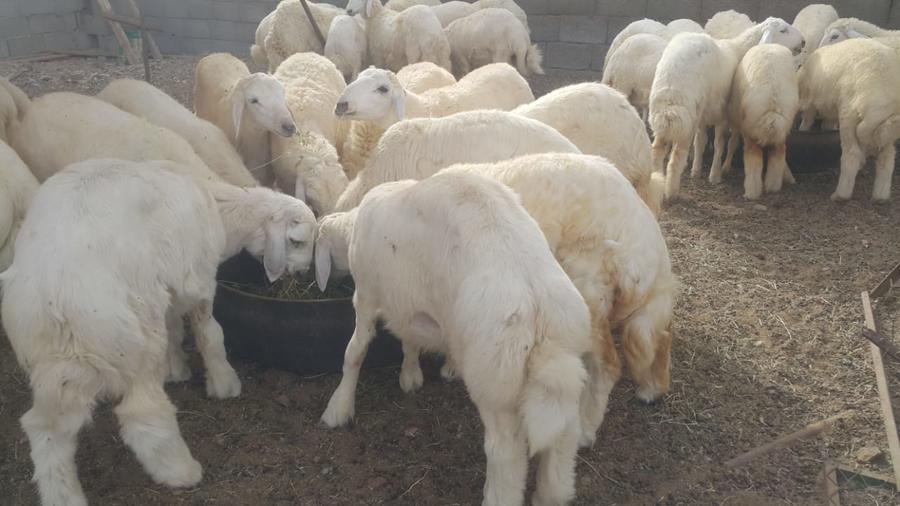 ذبايح طيبات للزواجات والمناسبات الثلاجه