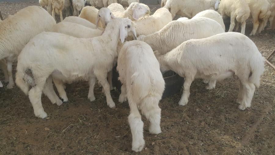 ذبايح طيبات للزواجات والمناسبات الثلاجه