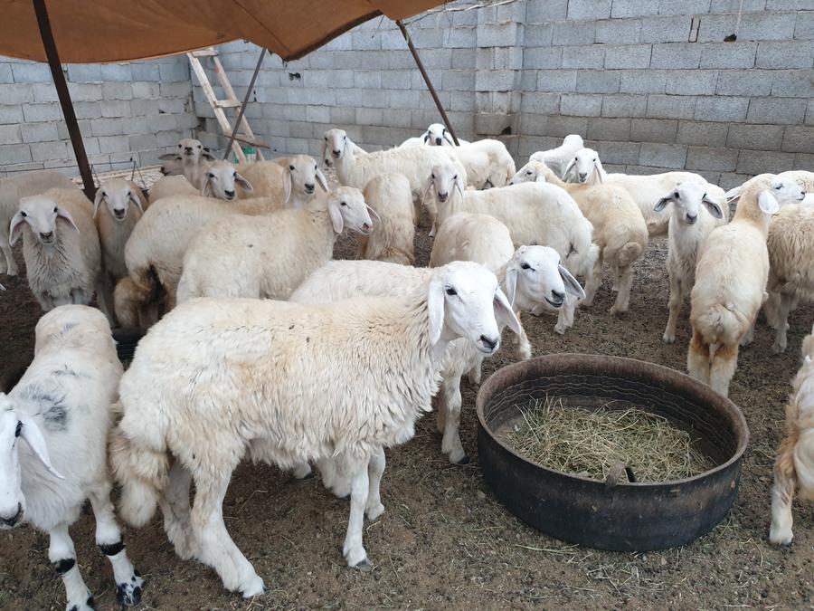ذبايح طيبات للزواجات والمناسبات الثلاجه