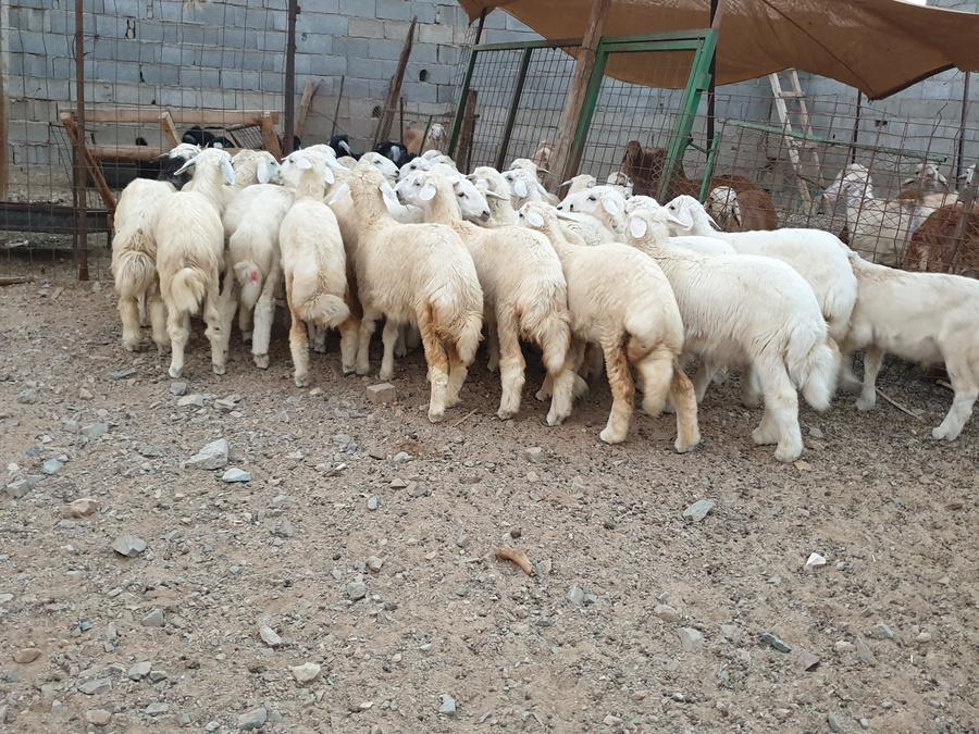 ذبايح طيبات للزواجات والمناسبات الثلاجه