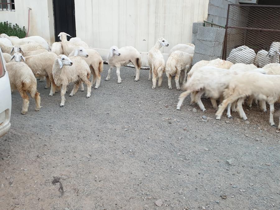 ذبايح طيبات للزواجات والمناسبات الثلاجه