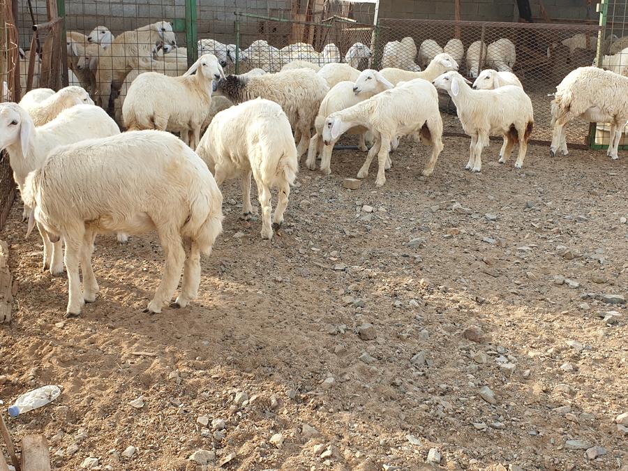 ذبايح طيبات للزواجات والمناسبات الثلاجه