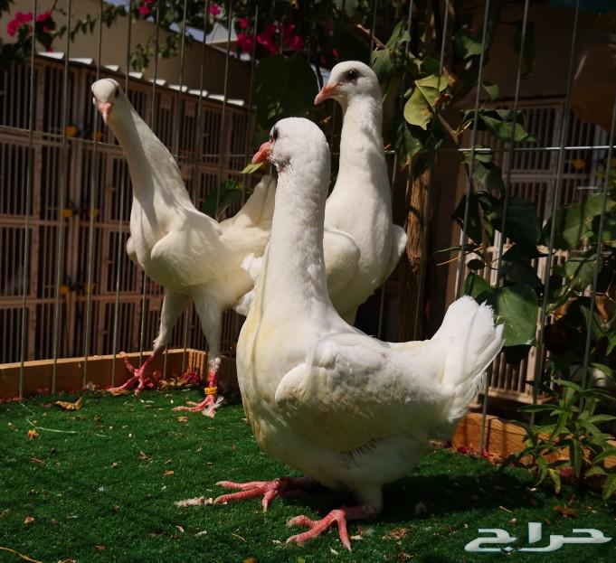 مالتيز