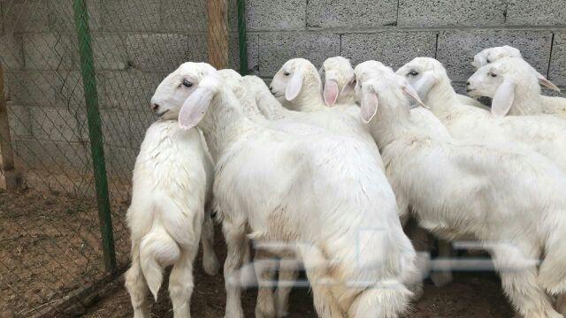 حريه طليان و رخال