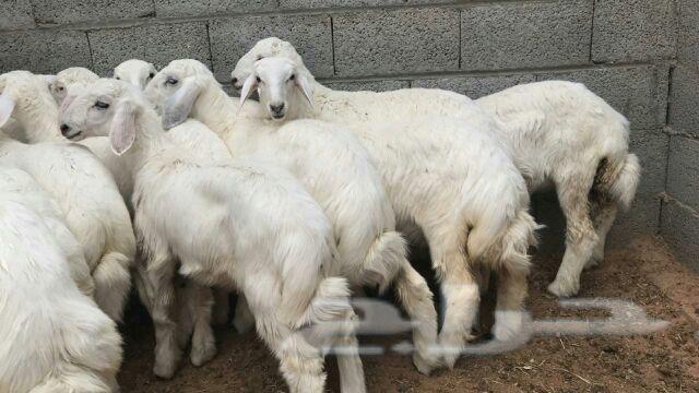 حريه طليان و رخال
