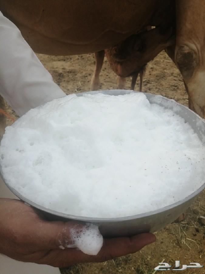 ناقه خلفه ساحليه حمرا تحتها بكره