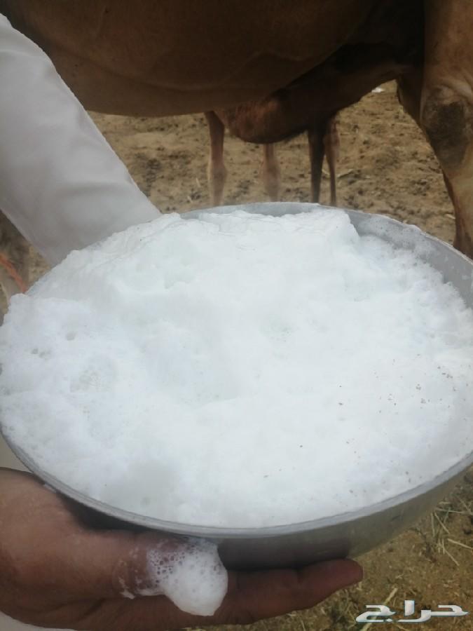 ناقه خلفه ساحليه حمرا تحتها بكره