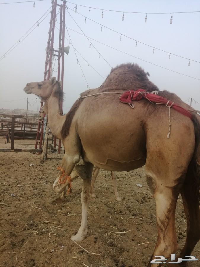 ناقه خلفه ساحليه حمرا تحتها بكره