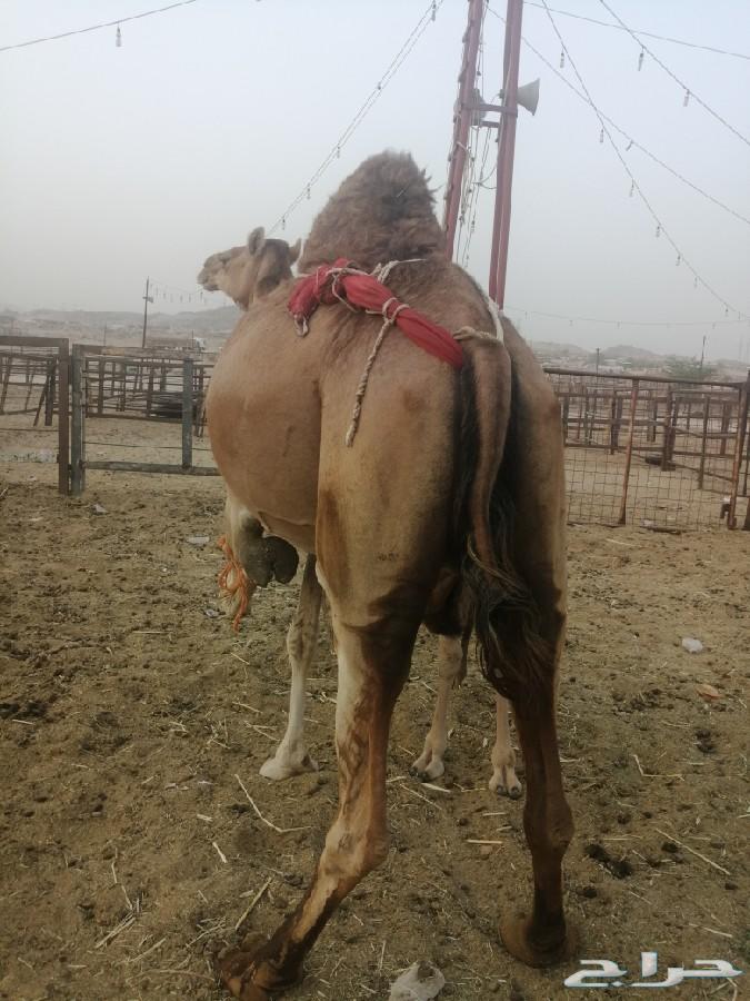 ناقه خلفه ساحليه حمرا تحتها بكره