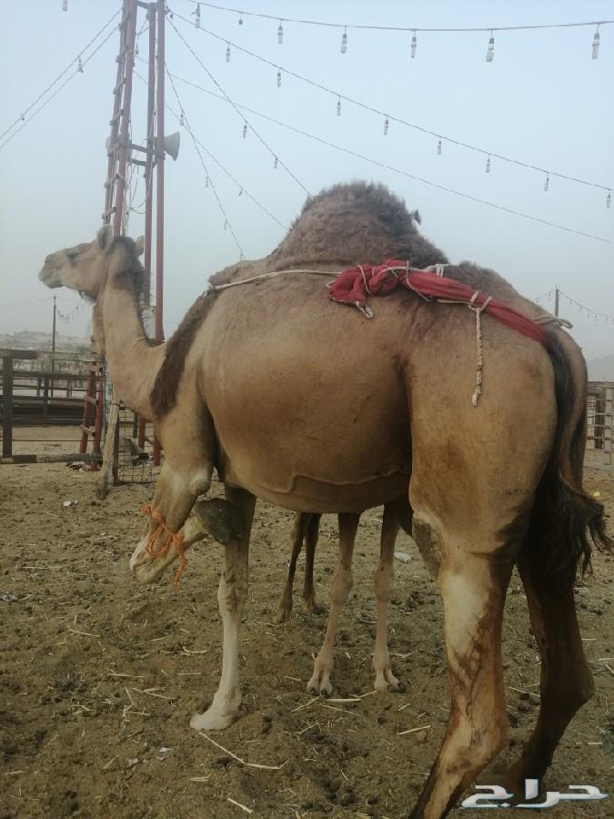 ناقه خلفه ساحليه حمرا تحتها بكره
