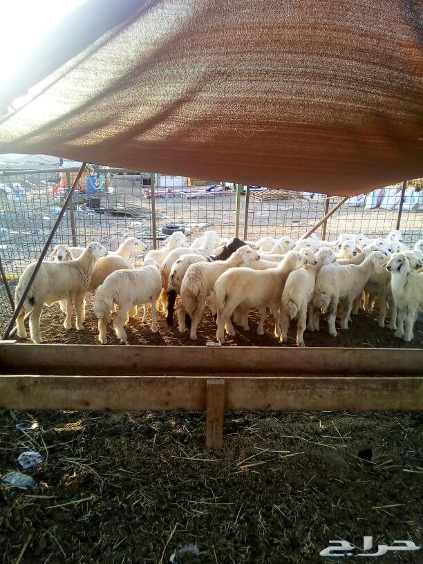 طليان ورخال حرية لجميع المناسبات