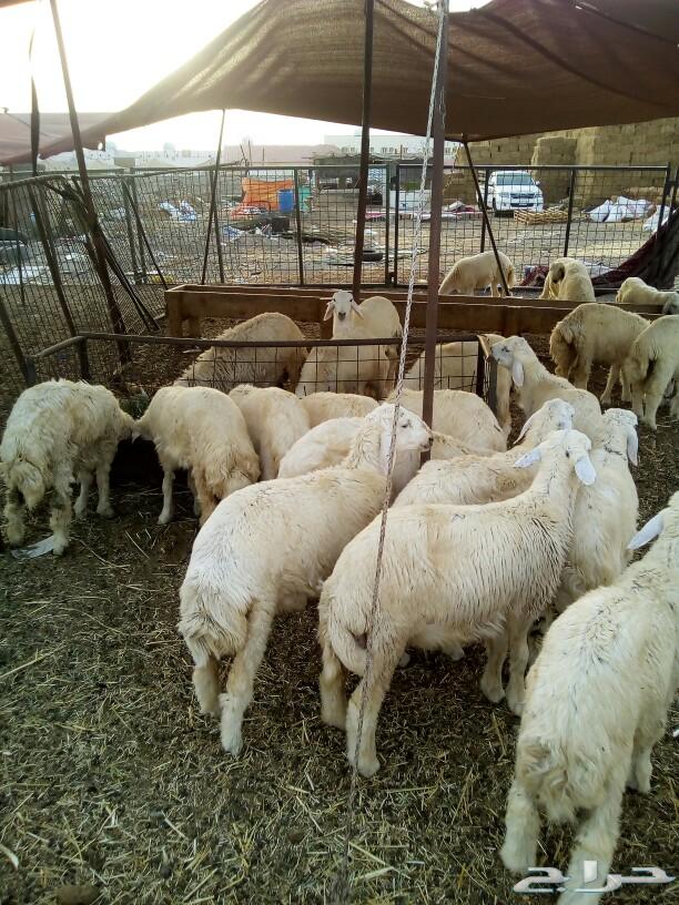 طليان ورخال حرية لجميع المناسبات