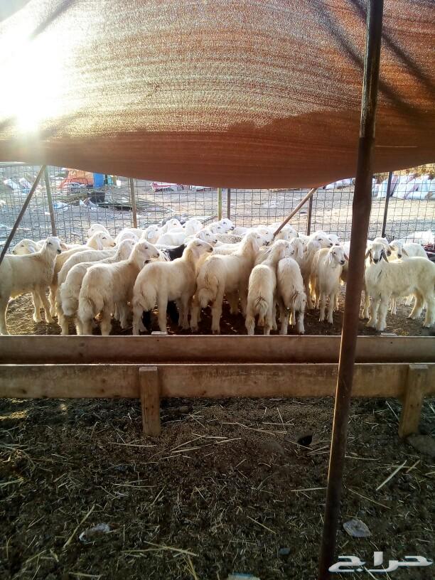 طليان ورخال حرية لجميع المناسبات