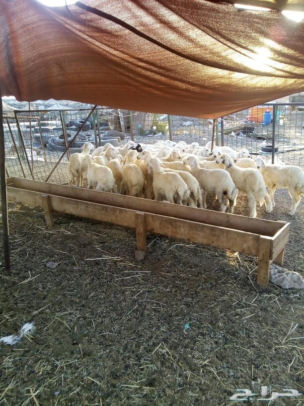 طليان ورخال حرية لجميع المناسبات