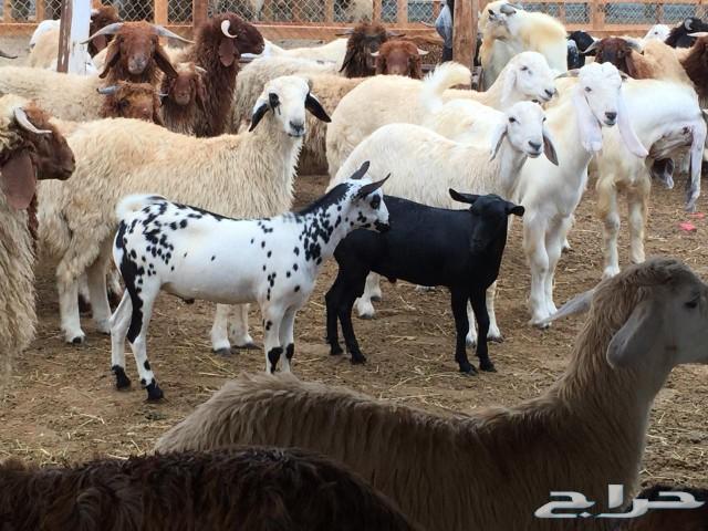 ذبايح خرفان ورخال حري ونعيم وتيوس و جفار مسلخ