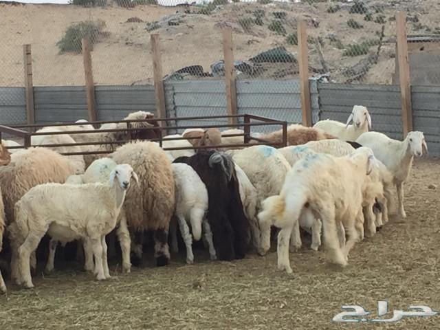 ذبايح خرفان ورخال حري ونعيم وتيوس و جفار مسلخ
