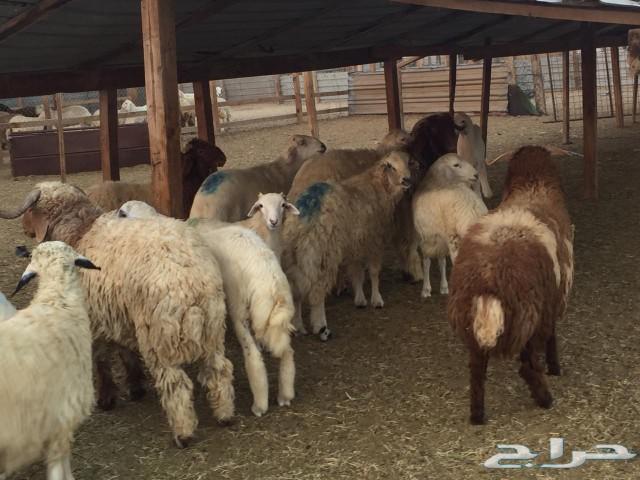 ذبايح خرفان ورخال حري ونعيم وتيوس و جفار مسلخ