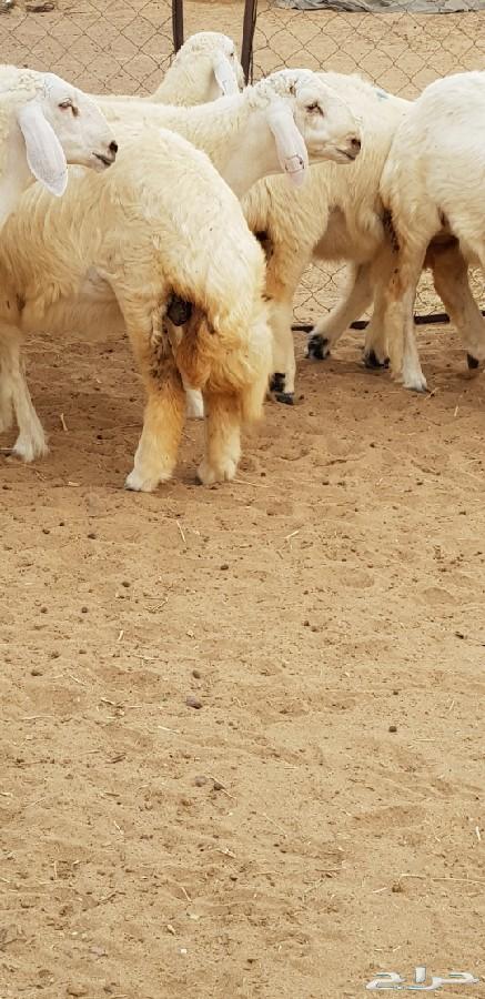 رخال حريه وطلي فواااخر من الآخر