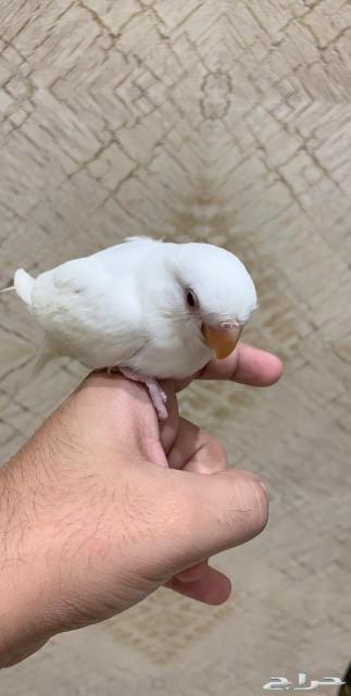 فروخ روز البينو