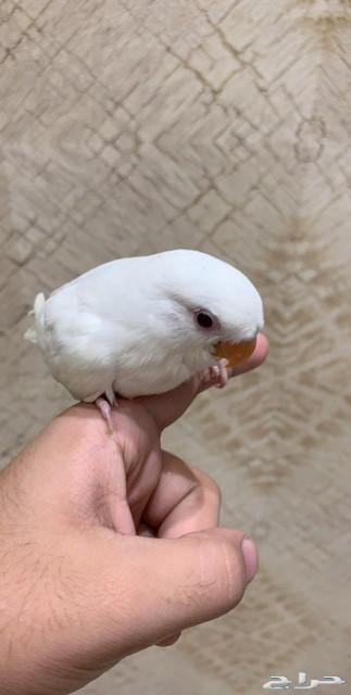 فروخ روز البينو