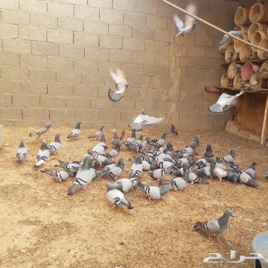 الخرج حمام زاجل لاحم وسطول