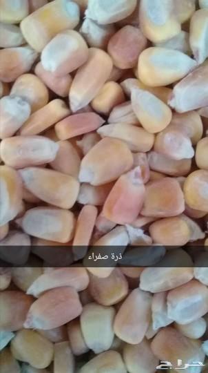 اعلاف مشكلة وذرة مجروش