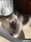 قطه روسيه
