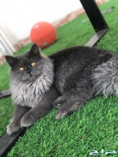 قطه روسيه