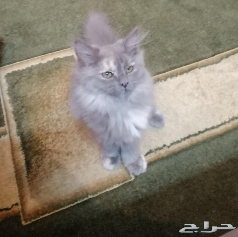 قطه روسيه