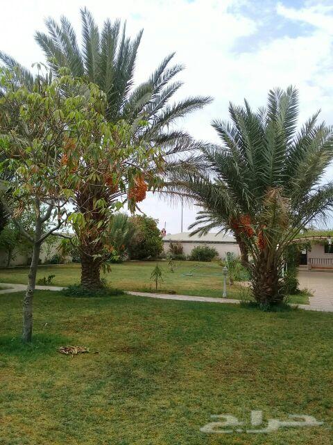 استراحه للبيع طريق الجنوب (السوطه )