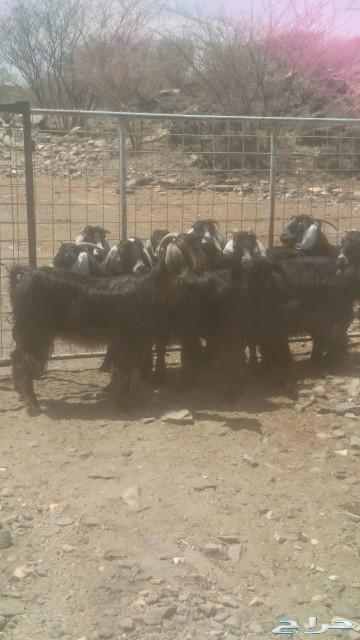 معزا