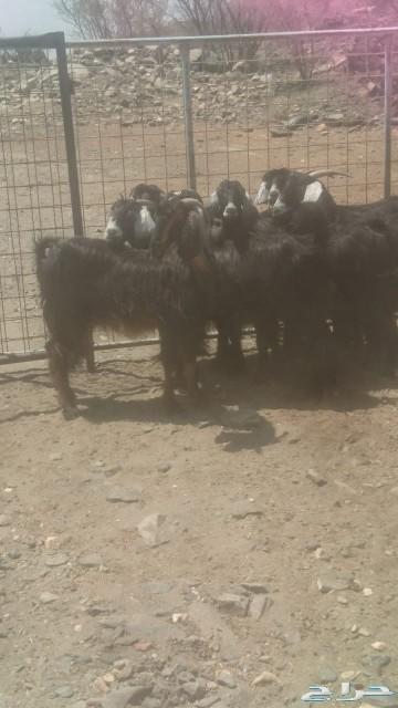 معزا