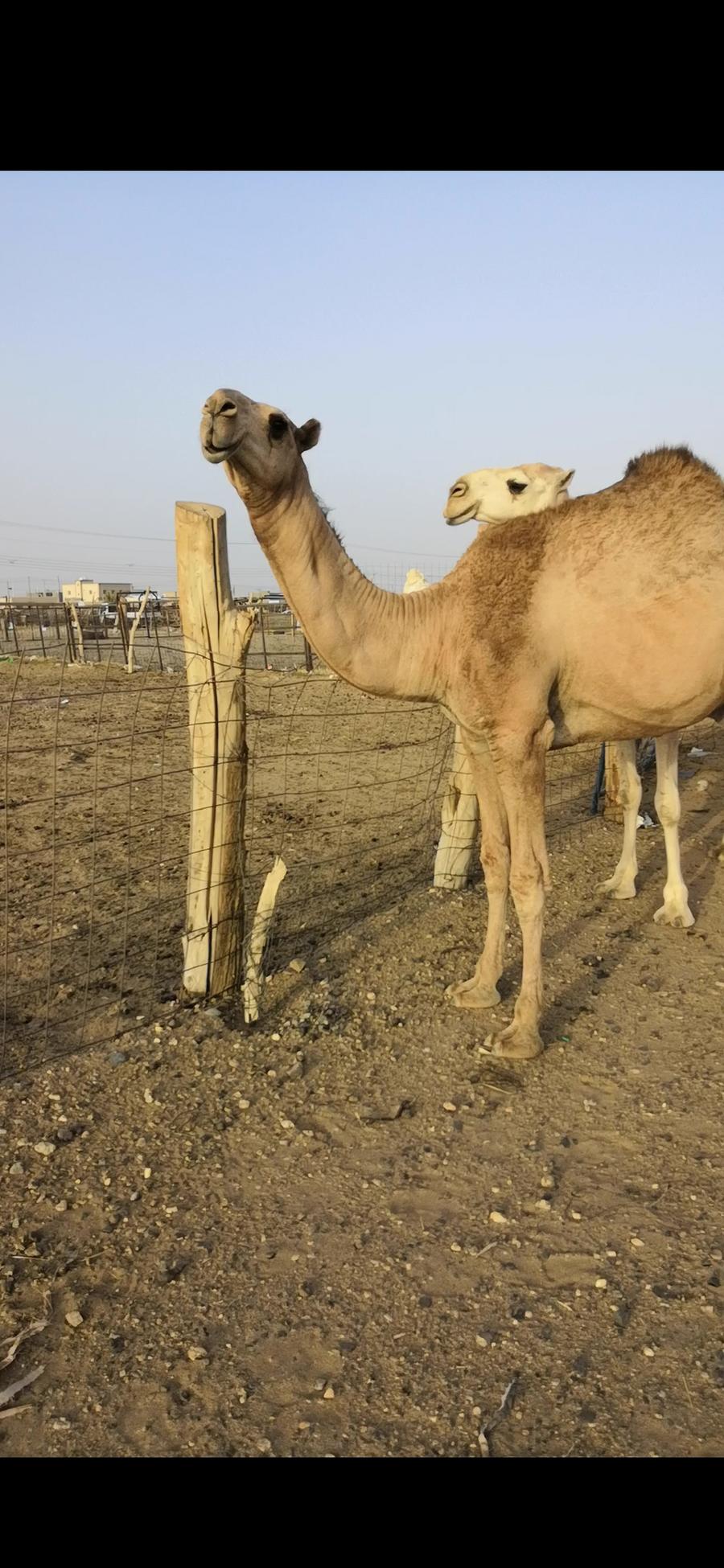 للبيع قعود حمر طيب والساس طيب ولد اليورو