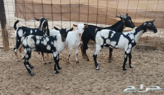 تيوس محايليه دهم وسود سمان مقفلات شحم شرط