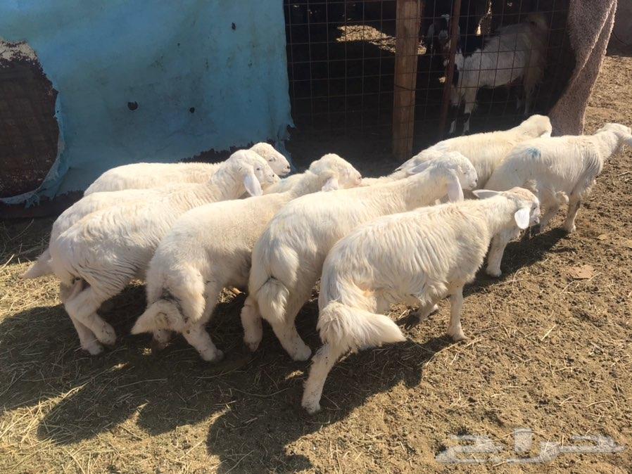 طليان ذبايح شحم