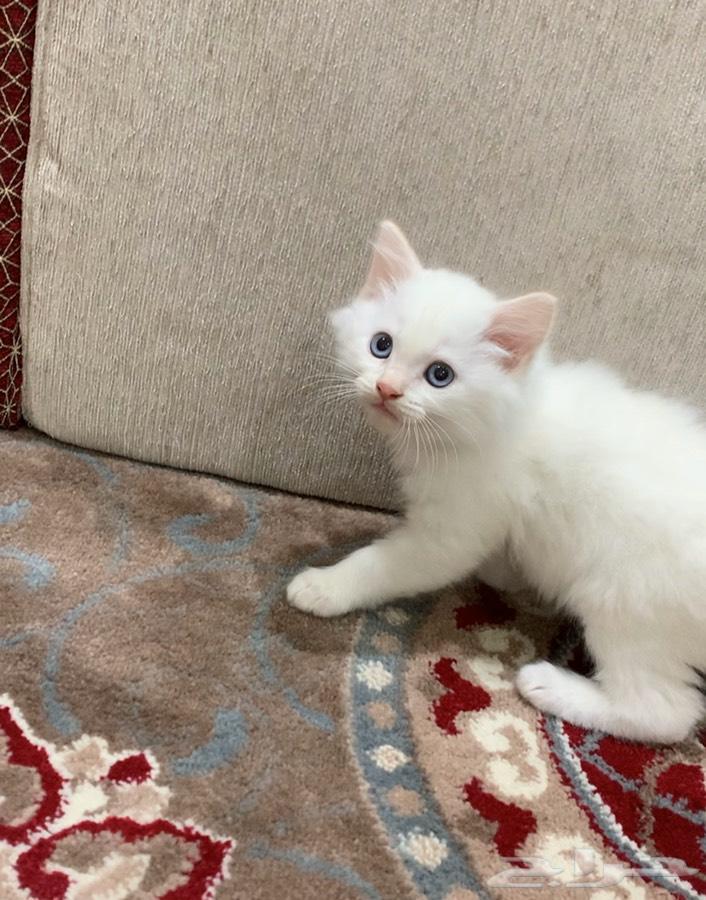 قطط صغيره للبيع (شيرازي-هملايا