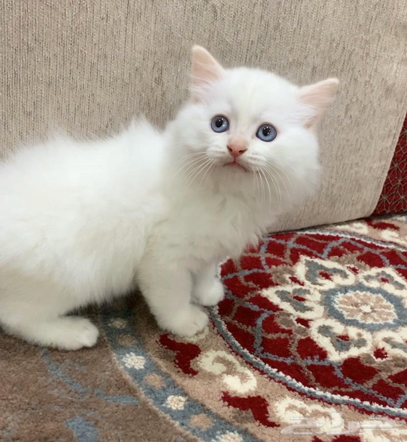 قطط صغيره للبيع (شيرازي-هملايا
